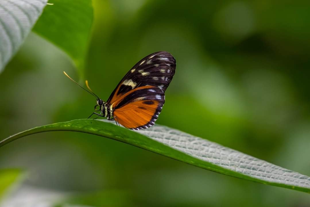 Butterfly on a green leaf